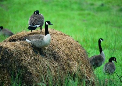 Geese_On_Haystack_87